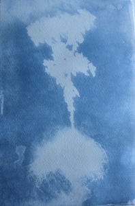 plant from around cabin - cyanotype