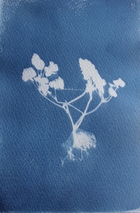 plant from around cabin - cyanotype