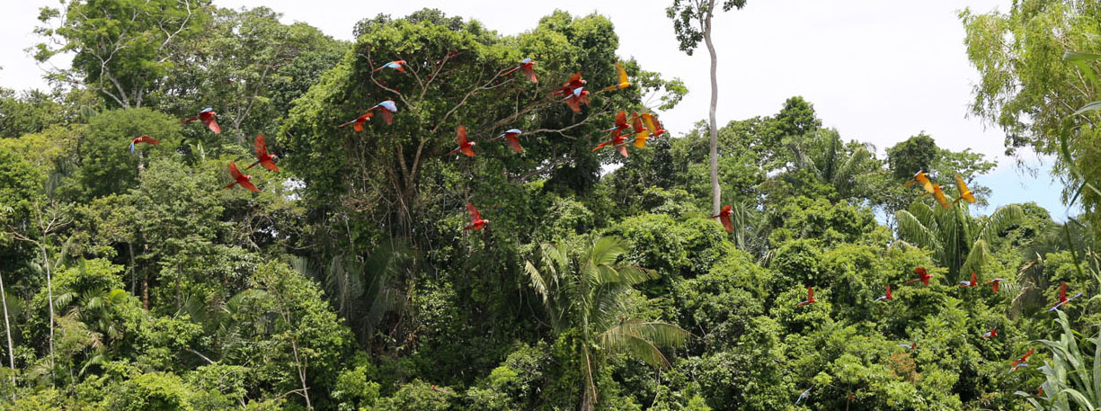 small macaws