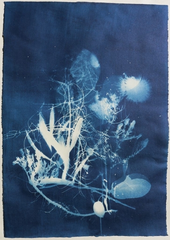 cyanotype sicily plants nature